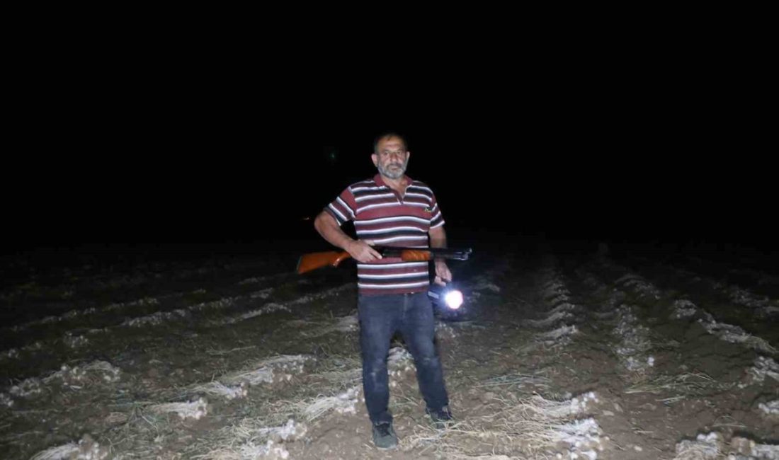 Kastamonu’nun Taşköprü ilçesinde hasadı devam eden Taşköprü sarımsağını hırsızlardan korumak