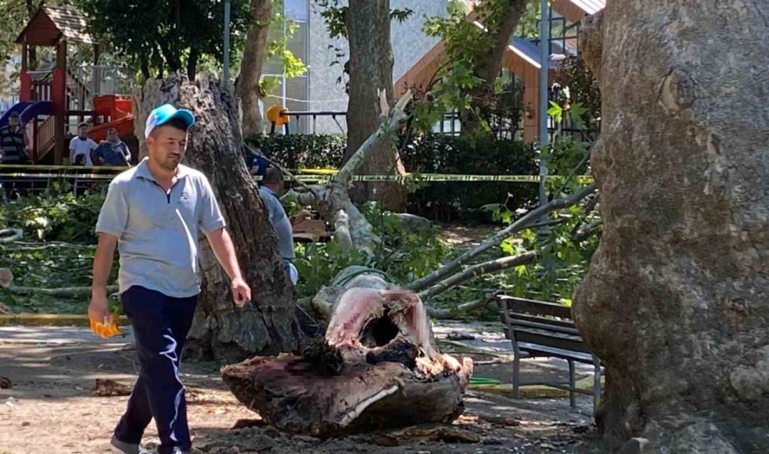 Kocaeli’nin Gölcük ilçesinde çınar ağacından kopan dalın üzerlerine düşmesi sonucu