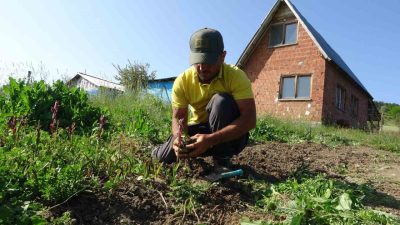 Doğada toplanması yasak olan salebin Kastamonu’daki hasadı sürüyor. Kastamonu İl