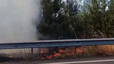 Düzce’de düğün konvoyunda araç üzerinde yakılan meşale, yol kenarındaki çamlığa