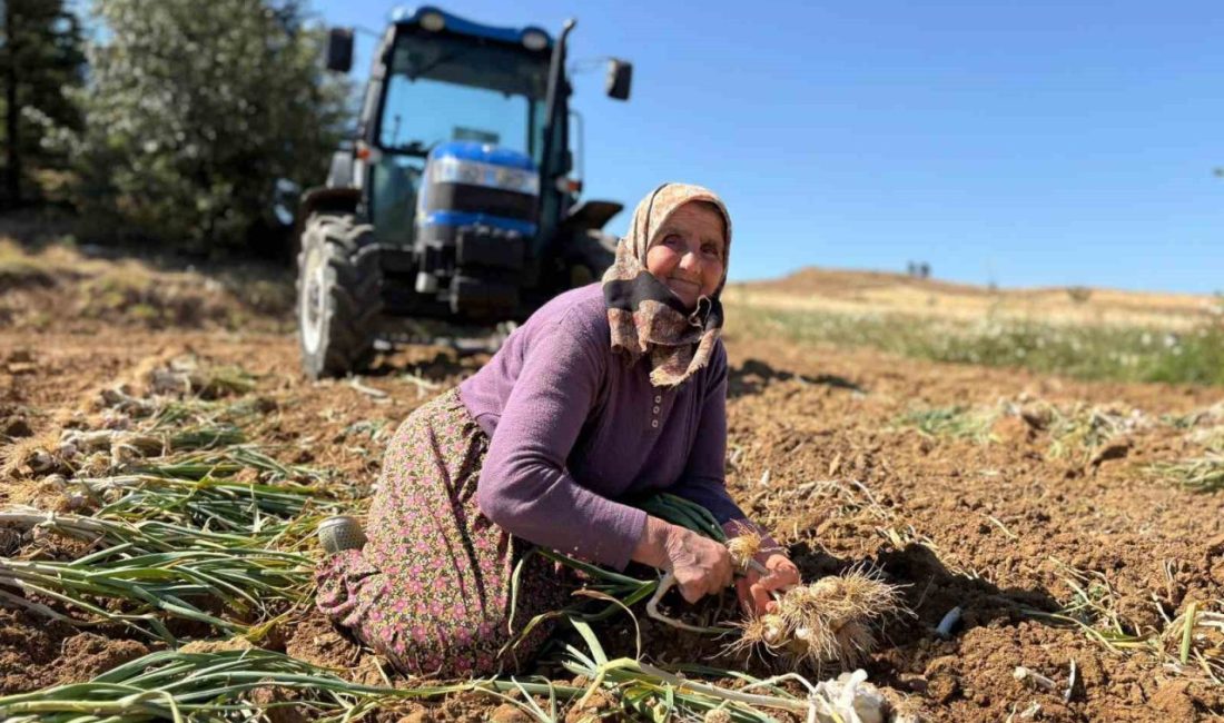 Avrupa Birliği’nce tescillenerek adını dünyaya duyuran Taşköprü sarımsağının hasadına başlandı.