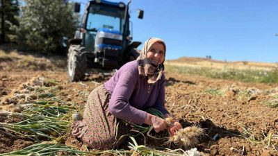 Avrupa Birliği’nce tescillenerek adını dünyaya duyuran Taşköprü sarımsağının hasadına başlandı.