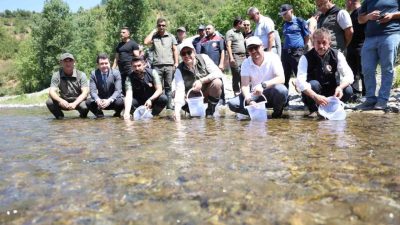 DÜZCE(İHA) – Düzce’nin Yığılca ilçesinde 20 bin benekli alabalık yavrusu