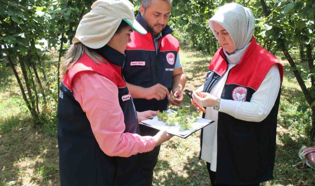 DÜZCE (İHA) – Düzce’de 2025 yılı fındık hasat tarihlerinin, sahil,