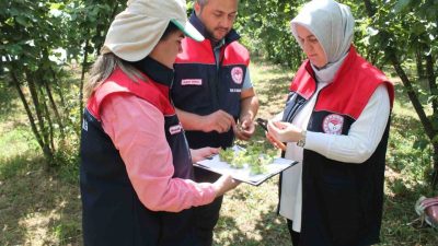 DÜZCE (İHA) – Düzce’de 2025 yılı fındık hasat tarihlerinin, sahil,