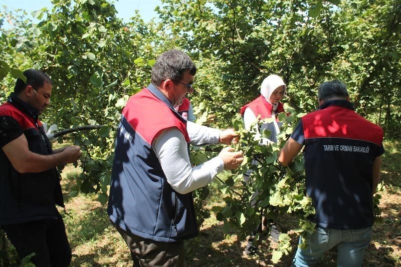 Düzce’de fındık rekolte tespiti sürüyor Düzce İl Tarım ve Orman Müdürlüğü tarafından yürütülen 2025 yılı