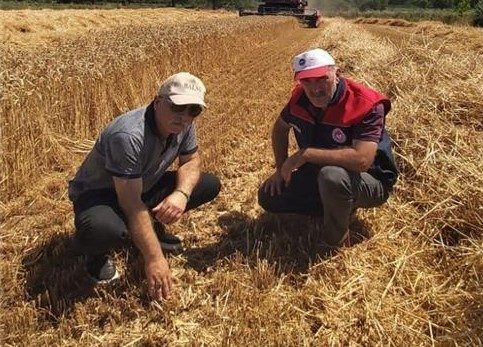 Düzce’de verimli hasat için yerinde denetim Düzce’de buğday ve arpa hasadı tüm hızıyla devam ederken, Düzce