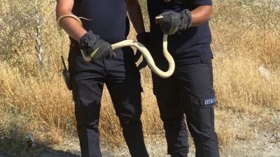 Kastamonu’nun Tosya ilçesinde bir fabrikaya giren yılan itfaiye ekipleri tarafından