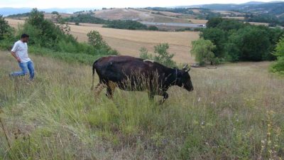 Kocaeli’nin Körfez ilçesinde 8 aylık gebe inek, otladığı sırada defineciler