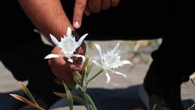 Sakarya’nın Kocaali ilçesi, nesli tükenme tehlikesi altında olan kum zambaklarına