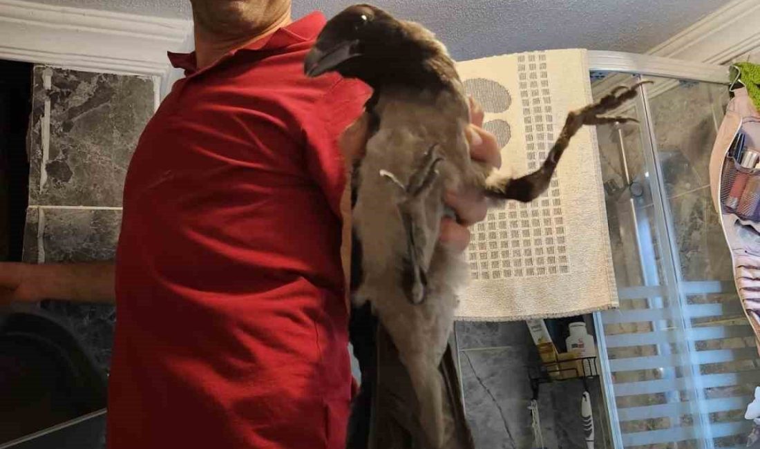 Havalandırma boşluğuna düşen kargayı vatandaş kurtardı Kastamonu’nun Cide ilçesinde havalandırma boşluğuna düşen karga, vatandaş tarafından kurtarılarak