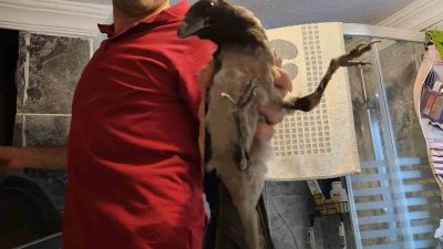 Kastamonu’nun Cide ilçesinde havalandırma boşluğuna düşen karga, vatandaş tarafından kurtarılarak