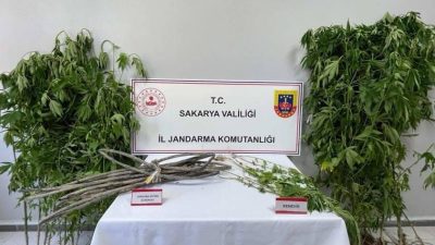 Sakarya’nın Karapürçek ilçesinde jandarma ekiplerince yapılan uyuşturucu operasyonunda 1 kişi