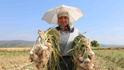 Kastamonu’nun Taşköprü ilçesinde dünyaca ünlü Taşköprü sarımsağının hasadına devam ediliyor.