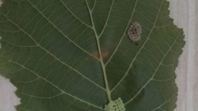 DÜZCE(İHA) – Düzce’de özellikle fındık ürünü başta olmak için bir