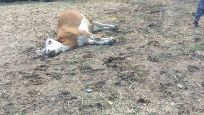 Kastamonu’nun Hanönü ilçesinde üç büyükbaş hayvan dereden su içtikten sonra