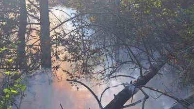 Kastamonu’nun Azdavay ilçesinde çıkan orman yangınında 2 dekar alan zarar