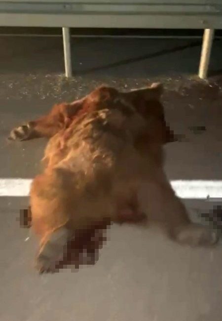 Kastamonu’da kamyonetin çarptığı anne ayı ve üç yavrusu telef oldu Kastamonu-İnebolu kara yolu üzerinde gece saatlerinde kamyonetin çarptığı anne ayı