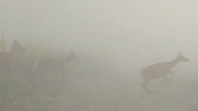 Kastamonu’da Ilgaz Dağı Milli Parkında görüntülenen tavşan ve geyik sürüsü