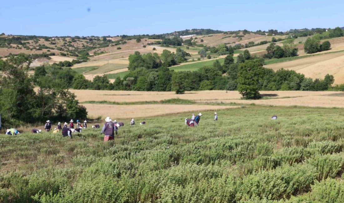 “Tıbbi ve Aromatik Bitki Yetiştiriciliği Projesi” (TABİP) kapsamında yetiştirilen kekiklerin