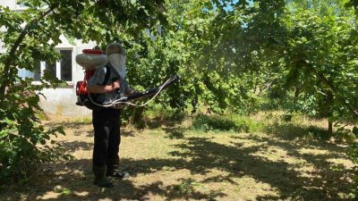Düzce’de fındık üreticileri, mahsulde kalite kaybına yol açan ve son