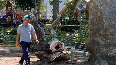 Kocaeli’nin Gölcük ilçesinde çınar ağacından kopan dal vatandaşların üzerine düştü.