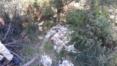 Bolu’da orman içine atılan ölü tavuklar pis koku ve çevre