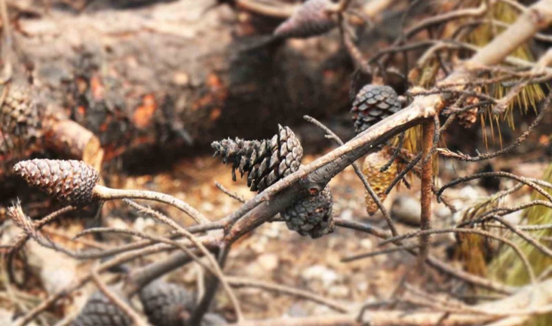 Sakarya’nın Geyve ilçesinde başlayan ve geniş alana yayılan ormanlık alan