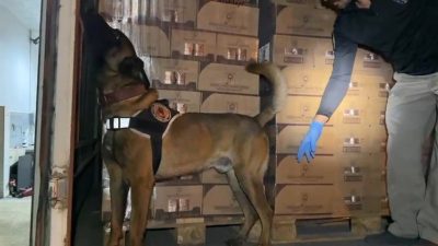 Kocaeli TEM Otoyolu Osmangazi Köprüsü girişinde durdurulan araçta narkotik köpeği