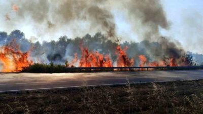Sakarya’nın Akyazı ilçesi D-140 kara yolunda otluk ve çalılık alanda
