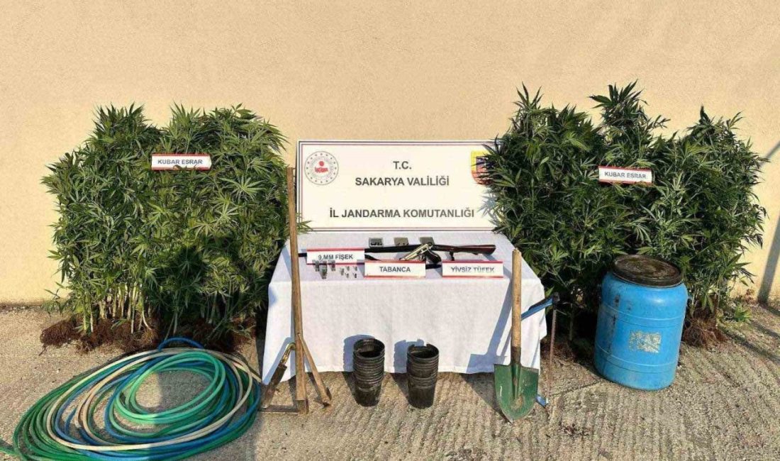 Sakarya’da uyuşturucu operasyonu: 1 tutuklama Sakarya’nın Hendek ilçesinde jandarma ekiplerince düzenlenen uyuşturucu operasyonunda 147 kök