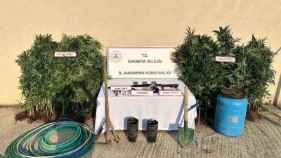Sakarya’nın Hendek ilçesinde jandarma ekiplerince düzenlenen uyuşturucu operasyonunda 147 kök