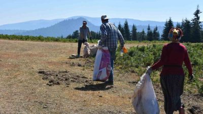 Sakarya’nın Hendek ilçesindeki Dikmen Yaylası’nda mahalle sakinleri, orman yangınları sonrasında