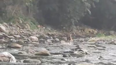 Düzce’de sıcaktan bunalan karacanın derede serinlediği anlar kameralara yansıdı. Şiddetli