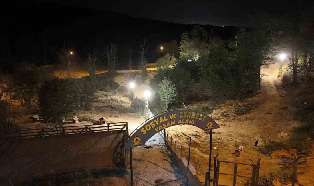 Sokak hayvanları için 80 bin metrekare rehabilitasyon merkezi Düzce Belediyesi ve İl Özel İdaresi iş birliğiyle, sahipsiz sokak