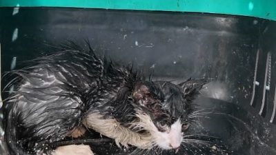 Bolu’da su borusunda sıkışan yavru kedi, itfaiye ekiplerinin çalışmasıyla kurtarıldı.