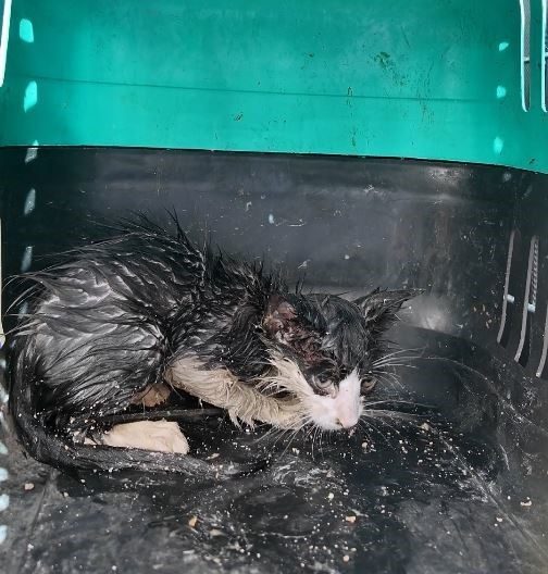 Bolu’da su borusunda sıkışan yavru kedi, itfaiye ekiplerinin çalışmasıyla kurtarıldı.