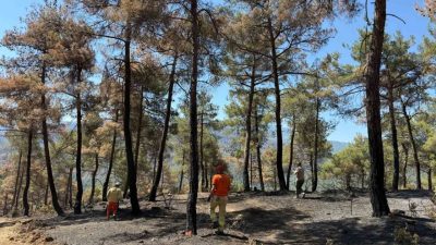 Sakarya’nın Taraklı ilçesinde yaklaşık 2 hafta önce çıkan ve yüzlerce