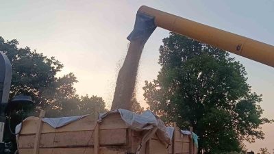 Bilecik’in Pazaryeri ilçesinde arpa ve buğday hasadı başladı. Mevsim normallerinin