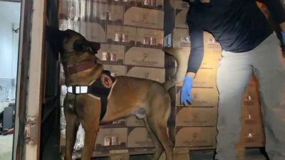 TEM Otoyolu’nun Kocaeli geçişinde durdurulan bir araçta, kasa içerisine gizlenmiş