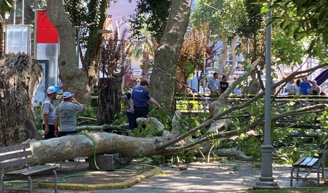 Kocaeli’nin Gölcük ilçesinde üzerine çınar ağacından dal düşmesi sonucu ağır