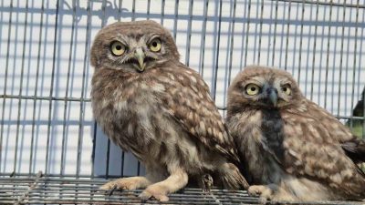 DÜZCE (İHA) – Düzce’de vatandaşlar tarafından bitkin halde bulunan 5