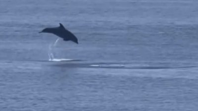 Yalova’nın Çınarcık ilçesine bağlı Esenköy beldesi açıklarında kıyıya kadar gelen