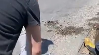 Yalova’da yağmur suyu kanalı içinde doğum yapan anne kedi ve