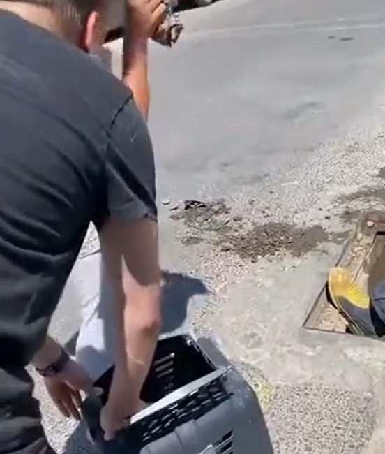 Yalova’da yağmur suyu kanalı içinde doğum yapan anne kedi ve