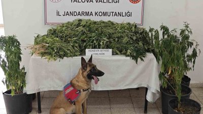 Yalova’nın Çınarcık ilçesinde jandarma tarafından düzenlenen uyuşturucu operasyonunda gözaltına alınan