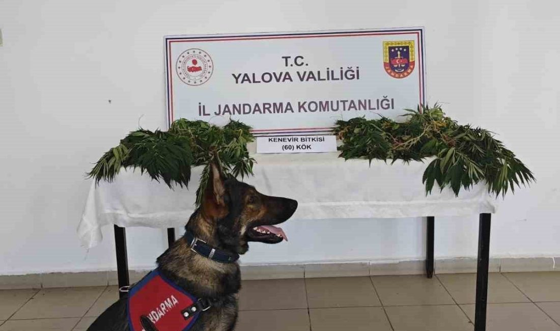 Yalova’da yasa dışı kenevir ekimi yapan zanlı tutuklandı Yalova’da jandarma tarafından gerçekleştirilen operasyonda Armutlu ilçesindeki ormanlık alanda yasa