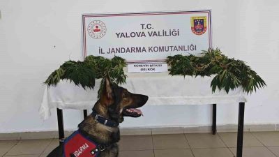 Yalova’da jandarma tarafından gerçekleştirilen operasyonda Armutlu ilçesindeki ormanlık alanda yasa