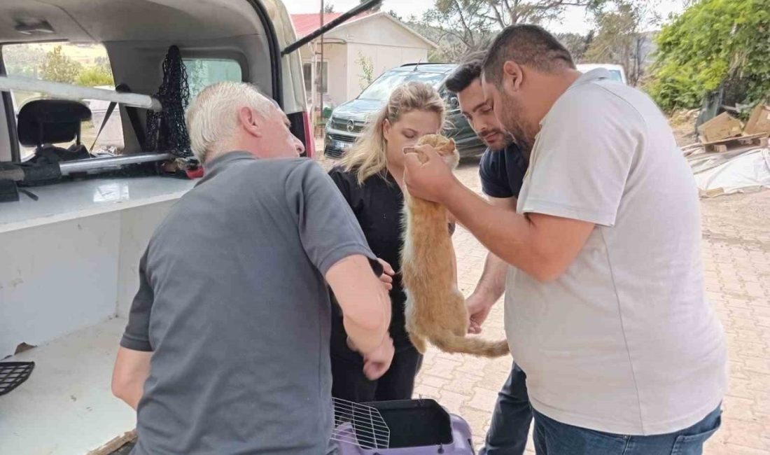 Bilecik Belediyesi Veteriner İşleri Müdürlüğü ekipleri, Gölpazarı ve Osmaneli köylerinde