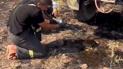 Bolu’nun Dörtdivan ilçesinde çıkan anız yangınında dumanlardan etkilenen bir kirpi,